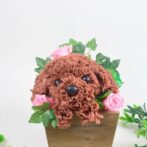 トイプードル　ピンク