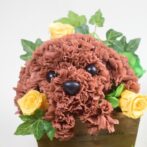 トイプードル　イエロー