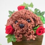 トイプードル　レッド