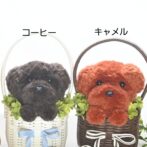 もこペット　茶犬